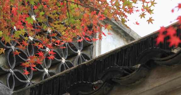 秋天阳光风吹火红枫叶古建筑局部特写