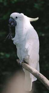 白色鹦鹉站在树枝上觅食