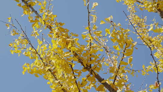 晴朗天气下秋天金黄的银杏叶
