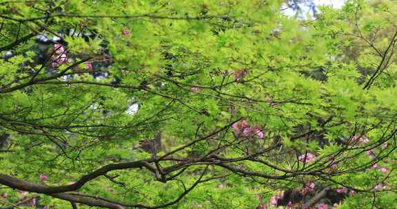 春天唯美枫树枫叶枫树花  苏州大学春景