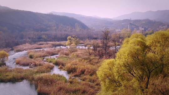 秋天景色 黄树 枯草 小河 河流 美景