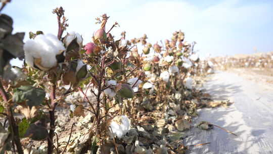 新疆棉花素材