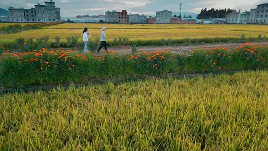 乡村振兴丰收季节金色稻田黄昏年轻大学生