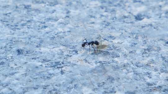 蚂蚁微距搬运食物群体劳动团队