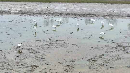 航拍湖岸池塘鸟类鸟群白鹭群觅食视频素材模板下载