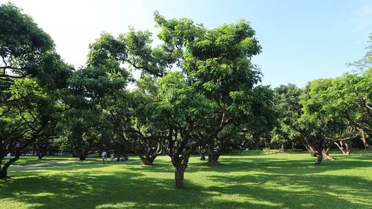 荔枝林、荔枝树、公园绿化草坪