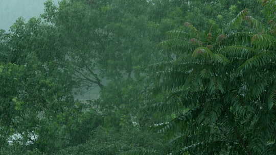 雨 大雨 雨中树叶升格02