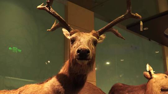 偶蹄动物山羊鹿骡子马驴标本视频素材模板下载