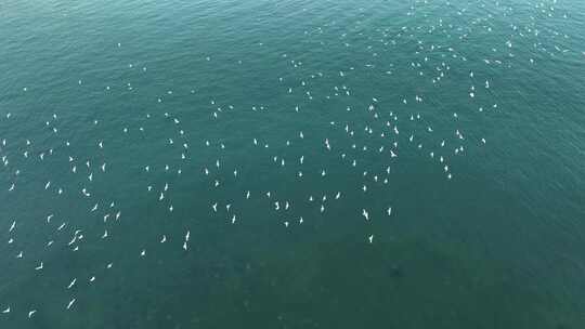 青岛海鸥航拍