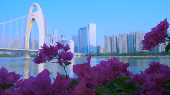 广州珠江岸鲜花绽放与猎德大桥建筑景观