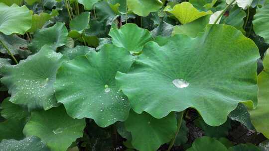 夏天下雨慢镜头荷叶滴水荷叶水滴