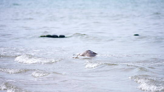 沙滩大海海鸥飞翔