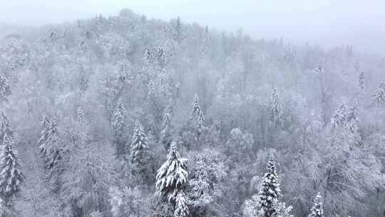 东北冬天暴雪大雪中的林海雪原