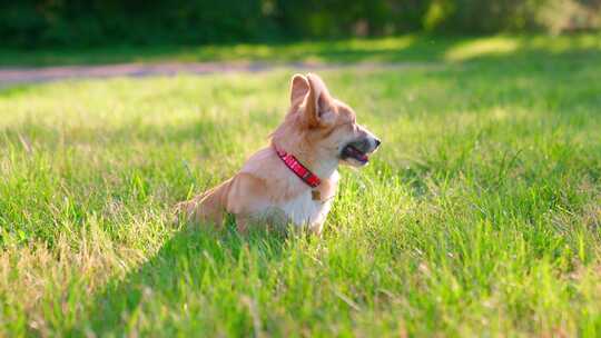 柯基犬，狗，宠物，犬