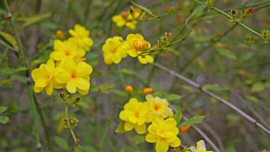 早春迎春花清明花小黄花花簇花瓣花蕊花朵