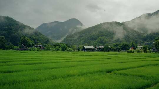 4K-巴厘岛水稻农场无人机拍摄