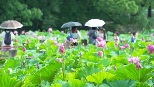 武汉东湖磨山景区盆景园