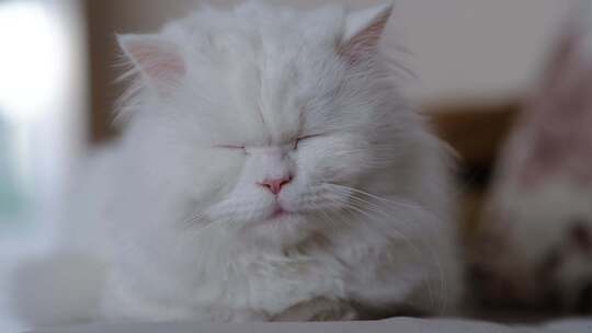 闭着眼睛休息的白色可爱小猫