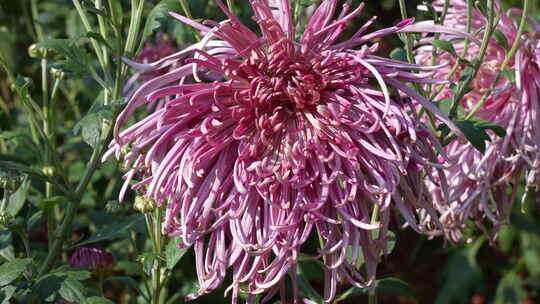 赏菊/菊花节/菊花/秋菊