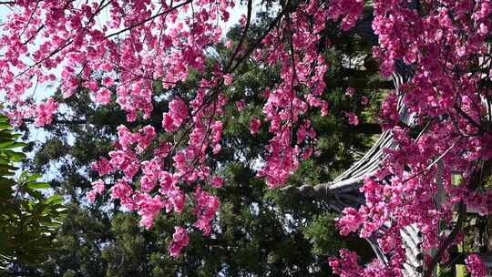 大理大学的樱花