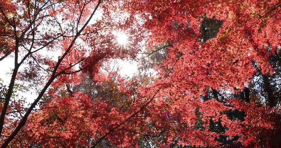 阳光穿透树叶 秋天唯美红叶红枫光影