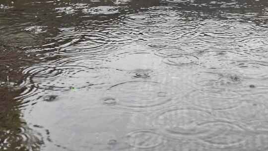 大自然雨季下雨雨滴树林树叶雨水