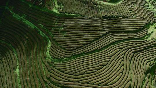 圣米格尔，葡萄牙，茶园，岛屿