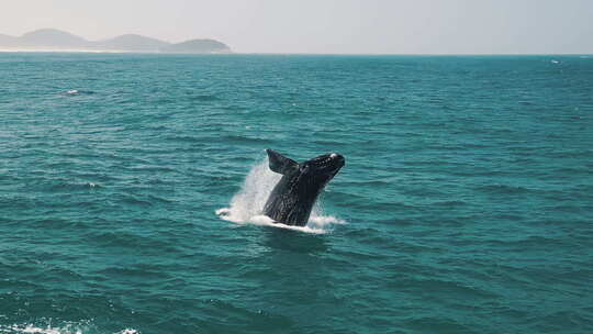 鲸鱼跃出水面然后落入水中视频素材模板下载