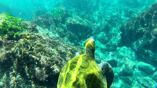 海龟在水下游泳的镜头