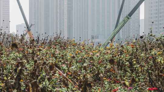 残花败叶秋季城市建筑