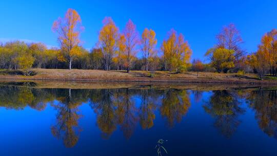 内蒙古额尔古纳湿地公园水岸红黄树叶秋景