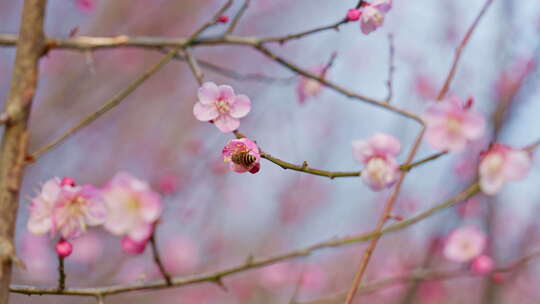 晴朗天气下西溪湿地盛开的梅花树与蜜蜂