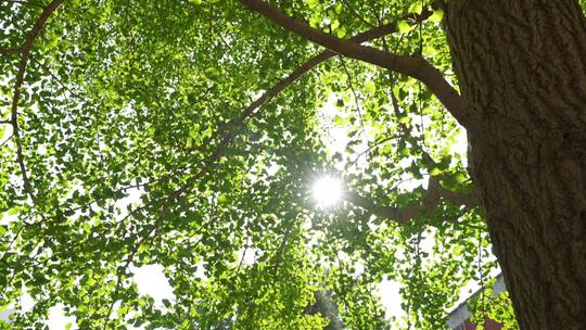 树叶缝隙的阳光   阳光穿过树叶 合集视频素材模板下载