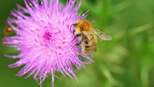 蜜蜂采蜜特写