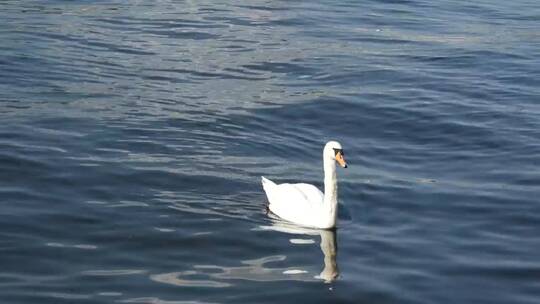 在湖里游泳的一家天鹅