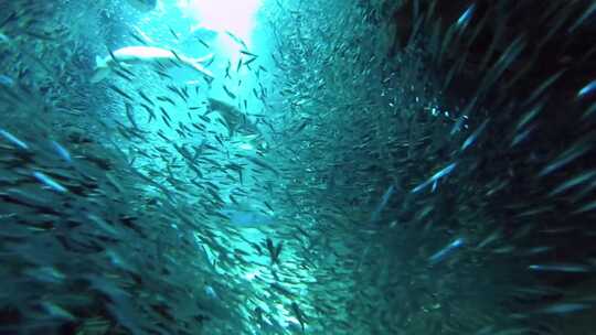 鱼群、海底世界视频素材模板下载