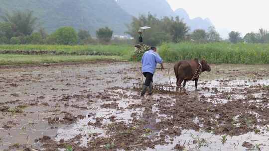 农民牵牛耕地的春耕景象