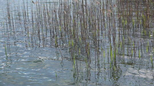 湖水中的自然芦苇特写