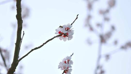 忙碌在樱花之间采蜜的小蜜蜂