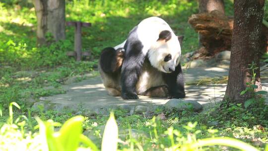 熊猫动作挠痒