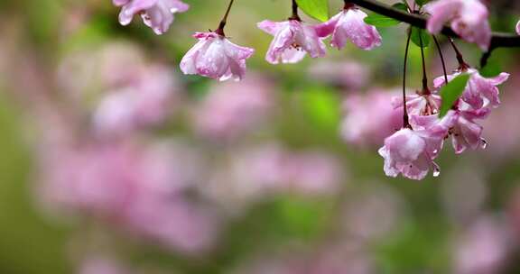 （合集8镜）挂着雨滴的海棠花风中摇曳唯美