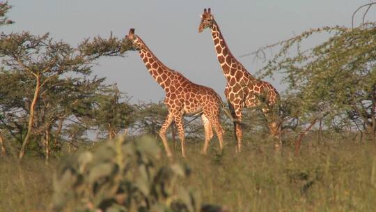 长颈鹿在非洲平原上吃草