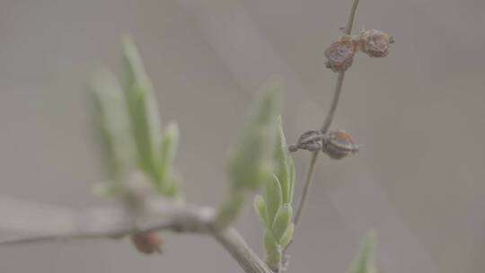 春天植物的嫩芽LOG视频素材模板下载