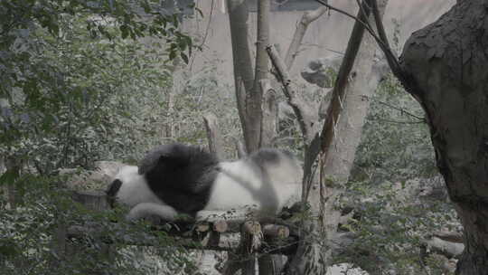大熊猫睡觉-50帧率