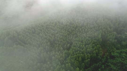 雾气笼罩的茂密山林全景