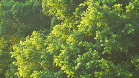 午后阳光照耀树木风吹枝叶摇动视频素材模板下载