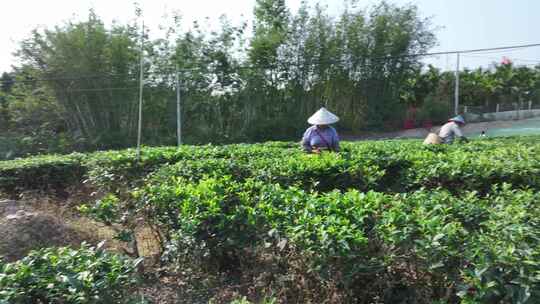 白沙茶园航拍