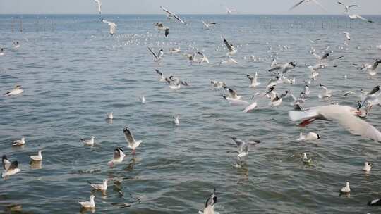 海鸥在海面上飞行