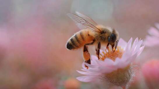 蜜蜂采蜜特写