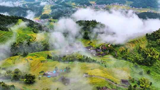 湖南娄底新化紫鹊界梯田秋雨后云雾如仙境1